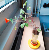 Plant Growth (Episode 4)