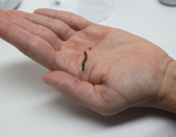 The image shows a hand holding a small, snake-like organism, possibly a worm or larva. The background is neutral, putting the focus on the organism, which is used for experimental purposes in education.