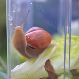 The picture shows a snail in a transparent container, sitting on a lettuce leaf. The focus is on the snail with its reddish-brown shell and the surrounding green plant.
