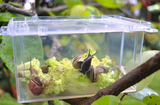 The picture shows a transparent box filled with various snails sitting on a lettuce leaf. The box is placed on a branch in nature, which provides an interesting observation opportunity for educational experiments.