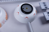 The picture shows two artificial eye models with detailed drawings depicting the structures of the eye. Next to them are some gray experimental components, probably used for educational purposes in science classes.