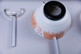 The image shows a medical model of an eye as well as a tool likely used to demonstrate anatomical structures or for experiments. The eye is detailed with colored markings to represent different parts.
