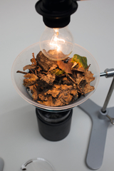 The picture shows an experimental setup where dried leaves are placed in a transparent bowl under a light bulb. The heat from the lamp could be used to demonstrate various chemical or physical processes.
