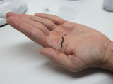 The image shows a hand holding a small black worm or maggot. In the background, some laboratory equipment is visible, indicating an experimental environment.