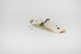 The image shows a detailed white butterfly with black spots positioned on a light background. It is ideal for educational purposes to encourage learning about insects and their characteristics.