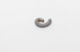 The image shows a small, coiled millipede with a body decorated with horizontal stripes. It lies on a light-colored surface that draws the focus to the animal and makes its details clearly visible.