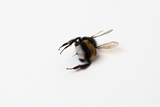 The image shows a dead bumblebee on a white background. The bumblebee is clearly recognizable, with a fluffy body and transparent wings, making it ideal for educational purposes in the experimental field.