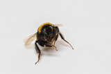 The image shows a detailed close-up of a bee with characteristic yellow and black stripes. It sits on a light background, which makes its features stand out clearly.